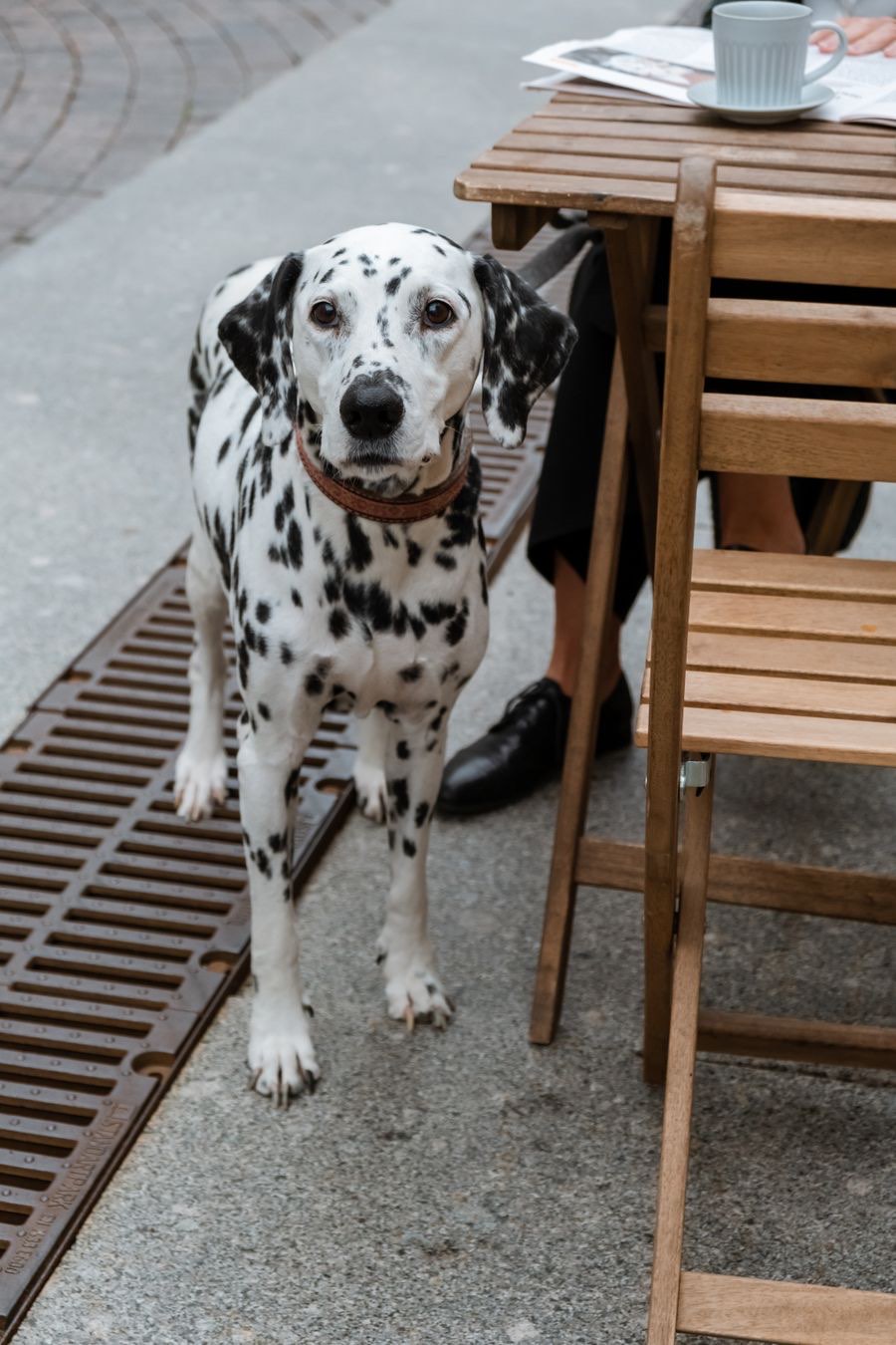 A Dalmatian waiting beside a wooden cafe table outdoors